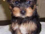 Male And Female Yorkie Terrier Puppies For Any Loving Home