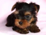 Male And Female Yorkie Terrier Puppies For Any Loving Home