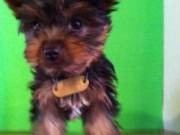 Male And Female Yorkie Terrier Puppies For Any Loving Home