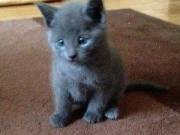 We have russian blue kittens for sale