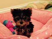 Purebred Yorkie - very cute!Text (702) 815-7230