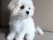 cute  maltese puppies available for sale (252)366-8230