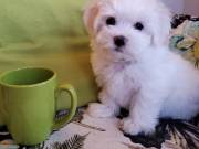 adorable maltese puppies available for sale +1(252)366-8230