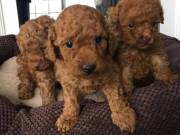 Toy Poodle Puppies.