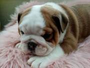 cute English bulldog puppies for sale 