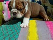 They Are Very Playful And Healthy Pups
