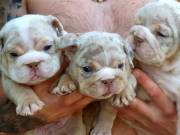 Pure English bulldog puppies for sale 