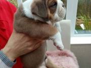Fabulous English bulldog puppies for sale