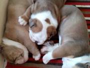 cute English bulldog puppies for sale 