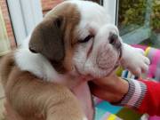 supper English bulldog puppies