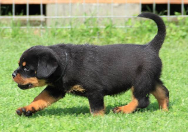 german rottweiler prices