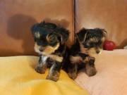 Male And Female Yorkie Terrier Puppies For Any Loving Home