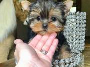 Male And Female Yorkie Terrier Puppies For Any Loving Home