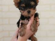 Male And Female Yorkie Terrier Puppies For Any Loving Home