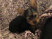 Male And Female Yorkie Terrier Puppies For Any Loving Home