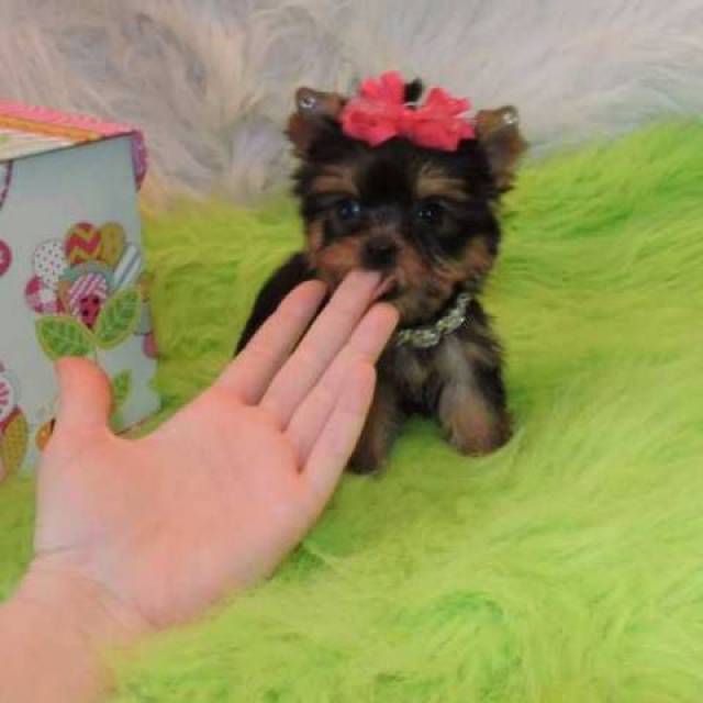 Male And Female Yorkie Terrier Puppies For Any Loving Home Kansas