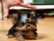 Gorgeous, Top Quality Yorkie puppies Contact us @ (469) 607-660