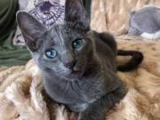 Adorable Russian Blue Kittens ready to go to their loving homes at the moment.