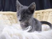 Adorable Russian Blue Kittens ready to go to their loving homes at the moment.