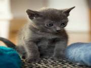 Beautiful Russian blue cross kittens for sale