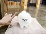Twin Pomeranian Puppies For Sale Text or Call (424) 243-4327 