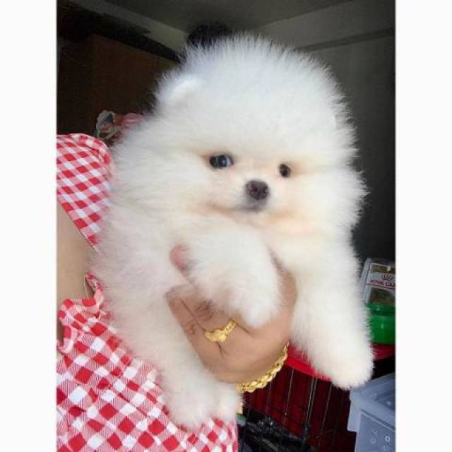 Baby Teacup pomeranian puppy for Rehoming text/call 4342603119 - San ... Newborn Pomeranian