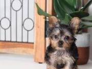 adorable yorkies available for sale