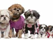 teacup shitzus puppies for sale near me