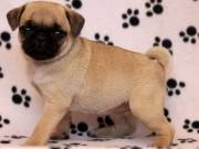 Pug puppies for sale near me