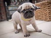 Pugs for sale