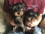 Teacup Yorkie Puppies Avaialble for new homes at very low price 