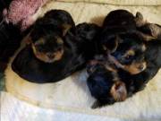 beautiful male and female puppies are now ready contact  (551) 268-0768