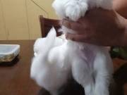 Teacup Maltese Puppies Available