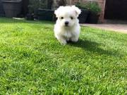 Teacup maltese puppies for sale 