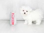 lovely maltese puppies available for sale +1(252)366-8230
