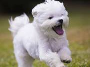 adorable maltese puppies availalble for sale (252)366-8230