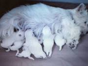 Intelligent Akc registered West highland white puppies for sale.