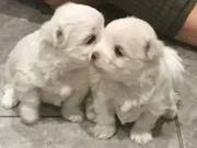 Teacup Maltese Puppies Available