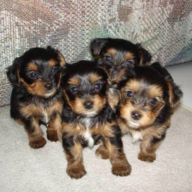 Yorkie puppies 12Wk Nd loving home Texarkana Animal, Pet