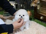 Top Quality Registered Pomeranian. text 551-244-3106