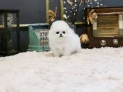 Top Quality Registered Pomeranian. text 551-244-3106