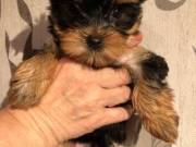 Quality Yorkie Puppies Available (971) 999 0875