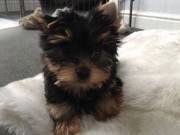 Male And Female Yorkie Puppies.