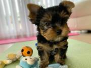 Beautiful teacup yorkie puppies available.