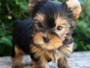 Teacup Yorkie Puppies for sale