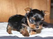 Teacup Yorkie Puppies for sale