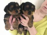 Teacup Yorkie Puppies for sale