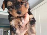 Teacup Yorkie Puppies for sale
