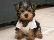 Teacup Yorkie Puppies for sale