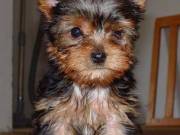 Teacup Yorkie Puppies for sale
